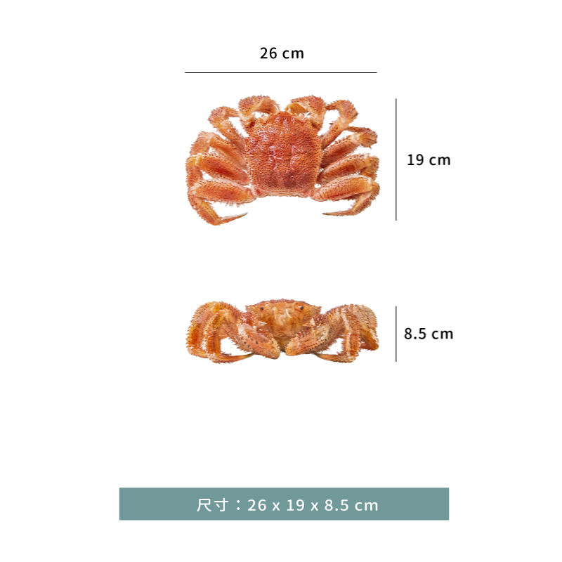模型 ☆ 擬真 毛蟹 裝飾 ｜26 × 19 × 8.5 ㎝｜單個