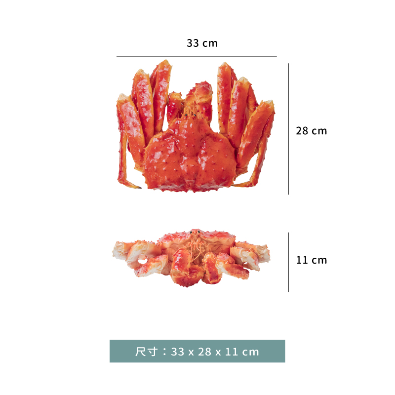 模型 ☆ 擬真 鱈場蟹 裝飾｜縮腳 ｜33 × 28 × 11 ㎝｜單個